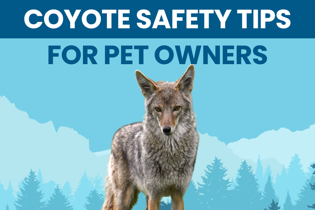 Coyote Conflicts Solutions
