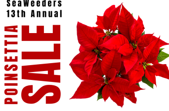 SeaWeeders Poinsettia Sale  (1)