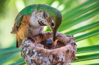 Protect Active Nests This Breeding Season!